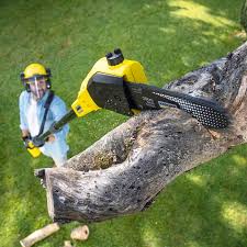 Best Tree Mulching  in USA